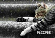 Обложка для паспорта Котик